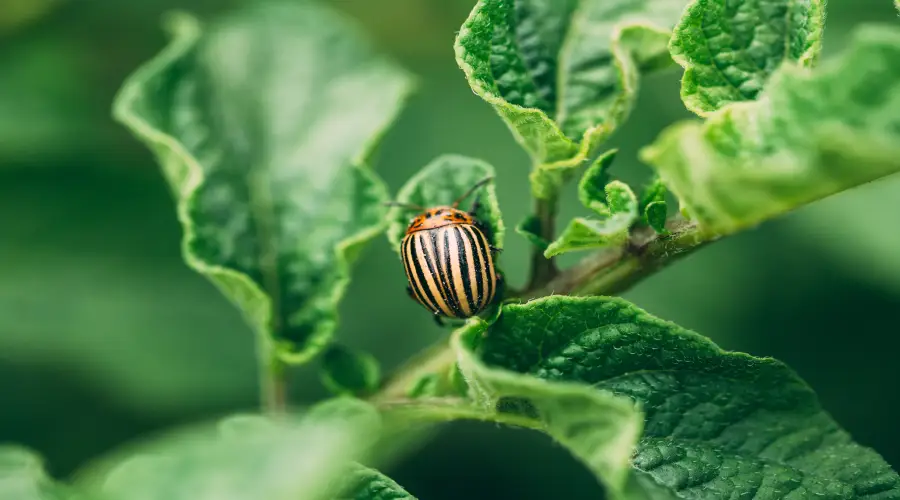 types-of-control-for-pests